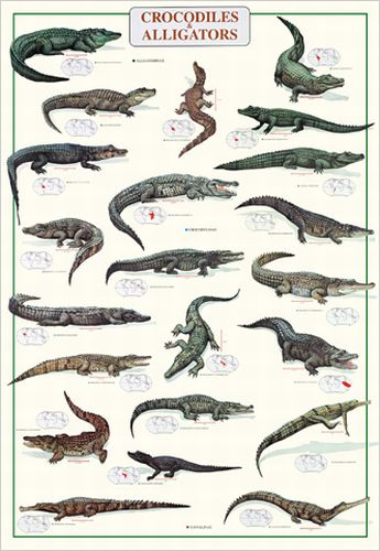 Crocodiles & Alligators
