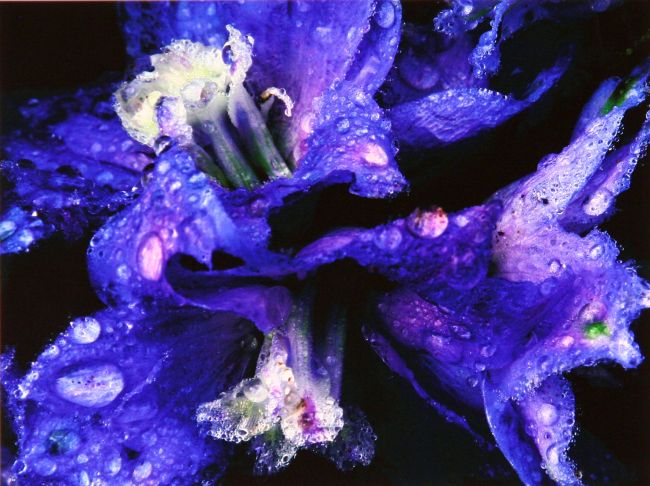Iris 6