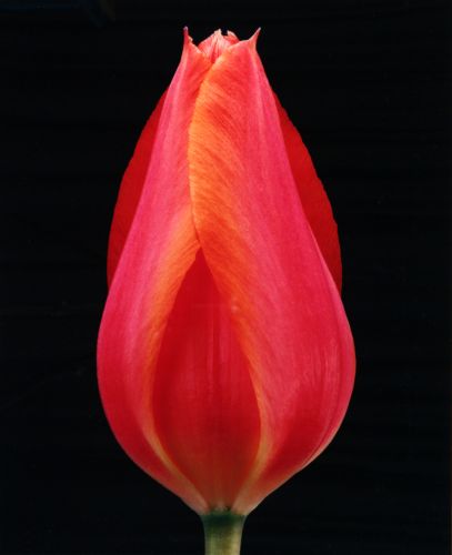 Roze Tulp II