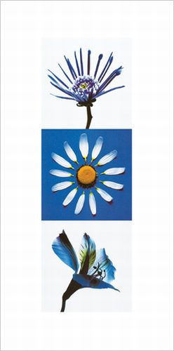Flowers I