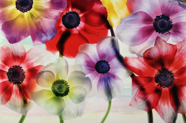 Vibrance