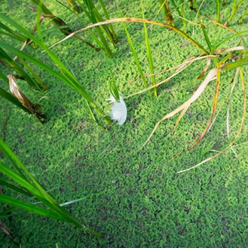 Duckweed and feather