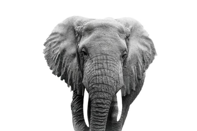 Approaching Elephant