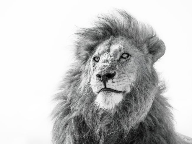 The king of Ngorongoro