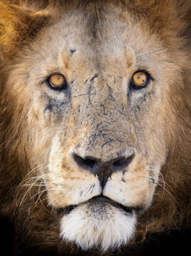 Portrait of Simba