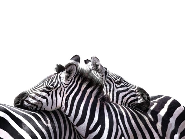 Resting zebra